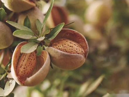 巴旦木(巴旦姆、巴达木)新疆维吾尔语名称是由波斯语Badam而得名的,其果实称巴旦杏,学名为扁桃(Amygdalus communis L.),是蔷薇科(Rosaceae)李亚科(Prunoideae)桃属(Amygdalus L.)乔木,为世界上著名的木本油料树和干果树种。巴旦杏属世界古老栽培种,是由野生种进化发展而来的。我国种植巴旦杏的栽培历史已在1300年以上,分布在我国的巴旦木共有7个种和10个变种。我国巴旦木规模生产主要集中在新疆的喀什和田地区,有3个种,5个变种,40多个品种(系)。其总产量多年来一直位于新疆4大干果之首,品质超过国外品种。巴旦木营养价值极高,为不可多得的滋补佳品,有“圣果”之称。60%以上的维吾尔民族药配方含有它,也可用于多种加工食品的原料。
巴旦木仁有着极高的营养价值和药用价值,素有“干果之王”、“西域珍品”之称,具有滋阴补肾、补脑安神、抗癌防癌、增强免疫力及降血脂等功效。此外,巴旦木仁含有丰富的脂肪、蛋白质、维生素、糖和氨基酸等成分,还含有钙、铜、锰、磷、铁、镁、钾、钠等矿物质元素。