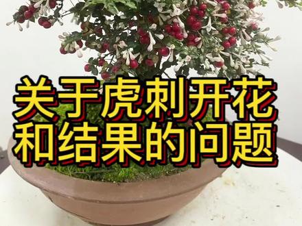 今天和大家分享一下关于虎刺开花和结果的问题#新农人