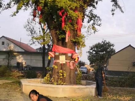 前段时间有朋友留言说,在原张戈庄镇的沙戈庄村有棵银杏果树,我说这个我知道,因为30多年前在老家的时候,去过这个村,也看到这棵树,旁边还有一座庙。
昨天应别人邀请外出给他调理身体回来的路上,路过青沙公路路西的沙戈庄村,特地前去看看实景。多少年了,眼前的一切既熟悉又陌生,这条河流向我们村的,而白果树在哪里,来回找了不知道在哪里?又在折回的路上,遇到了这位热心的大叔,我坐上他的三轮车来到了这棵有五百多年历史的白果树下🌹🌹🌹白果树旁边的庙也得到了修缮!!
感谢一切付出的人们,捐助善款的人们!!让这有悠久历史的庙和这棵银杏果树,继续保佑一方人民!!在庙前在银杏果树下,我为所有看到这个视频的朋友们祈福了:㊗️大家健康平安!幸福快乐!#࿆沿途随拍 #原创视频 #记录我的生活 #原张戈庄镇