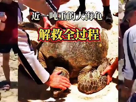巨型海龟翻仰困在退潮后的灌木林中,路过的一群人做法让人感动#解压 #动物救助 #上热门