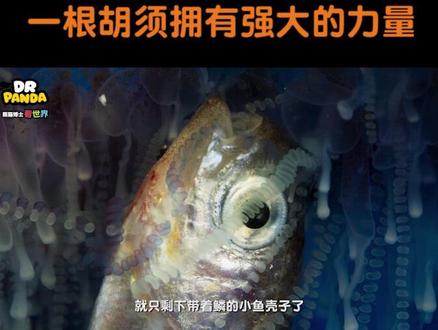 水母是强大的水中杀手
只需一根细长的须
就可以轻而易举的解决一条小鱼
一天还能捕获100多条呢
#抖出新知识 #动物保护 #海洋生物 @抖音青少年 @抖音小助手