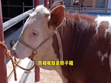 如何辨别真正的
西门塔尔牛
学会了买牛少花钱#西门塔尔牛 #养牛人 #新农人计划2022 #养牛创业 #西门塔尔繁殖母牛 #西门塔尔小公牛 #乡村守护人 #农村养牛 #西门塔尔 #西门塔尔育肥牛 #我的乡村生活 #西门塔尔基础母牛 #养牛人的生活 #大型养牛基地 #养牛致富 #肉牛养殖 #养牛 #养牛技术 #西门塔尔母牛