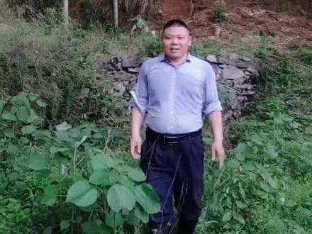 给现代年轻人普及一下生物知识,这种植物叫苎(zhu)麻,皮去掉粗皮后纤维可以用做麻袋,麻绳,蚊帐,衣服等用途#真实的乡村生活是这样的 #大山里的原生态 #大山深处自然美山清水秀好风光