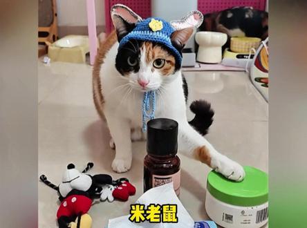 智力不祥,察言观色极强,只有养过猫的才知道这只猫有多聪明#猫 #猫咪 #猫咪的迷惑行为
