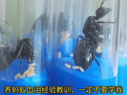 新手养蚂蚁血泪经验教训,千万别学我!!#蚂蚁