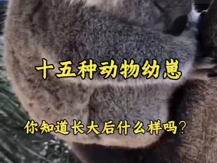 那些让人意想不到的动物幼崽#动物科普 #知识科普#动物世界