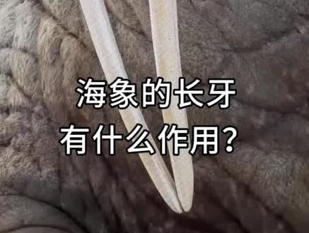 海象的巨大的牙齿能长到一米长,它有什么作用?