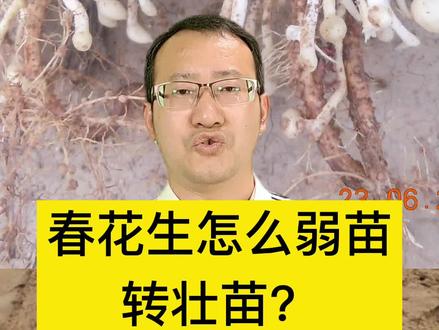 春花生怎么弱苗转壮苗?#2022新农人计划 #花生高产 #花生控旺
