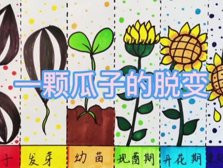 《一颗小瓜子的脱变》•(向日葵🌻)#创意美术 #一起学画画 #儿童画分享