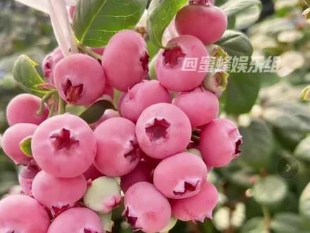 蓝莓居然还有粉色的?#粉色蓝莓 #冷知识 #万万没想到 #蓝莓