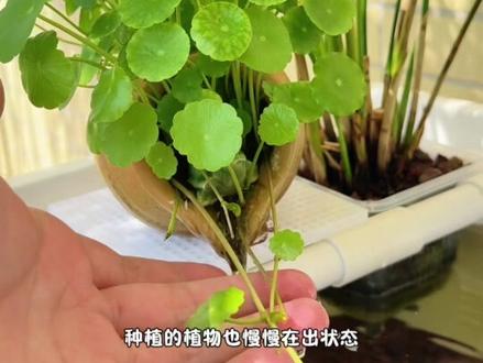 记录②号缸开缸第一个星期#生态龟缸 #龟缸造景 #养龟 #乌龟 #龟缸