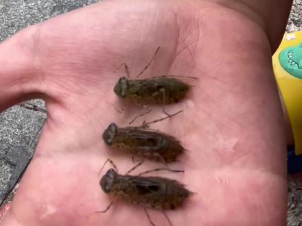 今天轩轩讲讲#水虿 ,水虿是蜻蜓的幼虫,池塘水里面很常见#观察水虿 #昆虫微观世界纪录片 #观察昆虫 #你能叫出它的名字吗