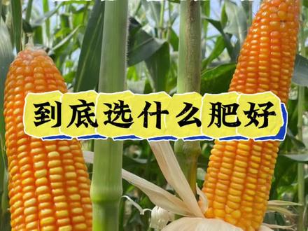 玉米想高产,到底选什么肥好? #农业种植 #玉米种植 #玉米高产种植技术 #玉米高产#玉米施肥
