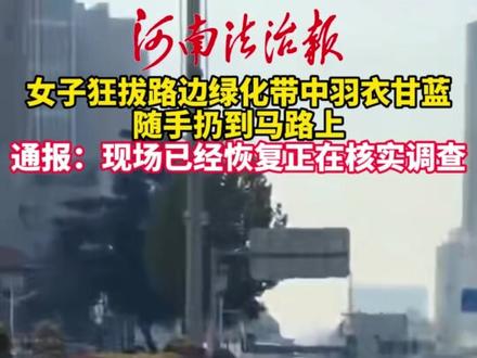 女生狂拔路边绿化带中羽衣甘蓝,随手扔到马路上,通报:现场已经恢复正在核实调查①④#你怎么看 #社会百态