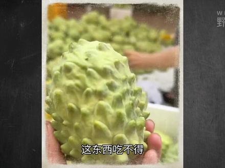 长满疙瘩的绿果子,竟是水果界顶级贵族? #释迦果 #热带水果 #植物科普 #青年创作者成长计划 #知识科普