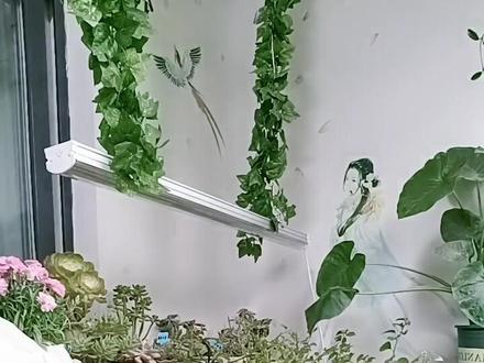 三角梅光照不足爱装树,用补光灯照射一个月看效果