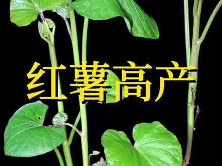 7月是#红薯种植 的好时机,用#红薯 的枝条#扦插 是最方便的选择#种菜
