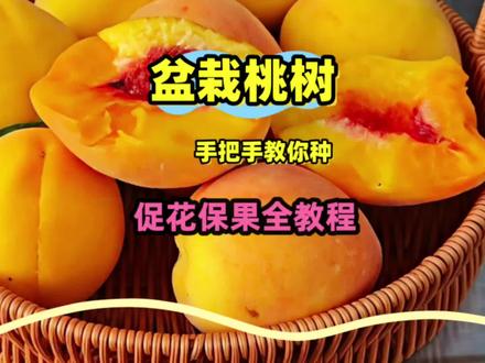 盆栽桃树春季管理全知识:促花保果全教程,枝条、水肥和丰产技术 今天我来跟大家分享下盆栽桃树的保花保果技术,后续管理好了花多果多吃不完。我会从桃树现蕾期、盛花期和幼果期几个不同的维度出发,从水肥枝条的管理等多个方面,把整套管理技术交给大家!#种植 #科普 #盆栽果树 #果树管理 #盆栽桃树