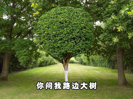 大树为什么只刷半截白?秘密藏在白漆里! #说唱科普 #知识以卑鄙的手段进入了脑海里 #知识分享 #有趣的知识又增长了