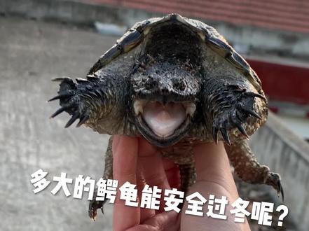 你养的鳄龟加温还是冬眠呢