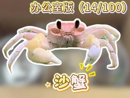 越战越勇!!养蟹!#创作者中心 #创作灵感 #沙蟹 #办公室养宠100期 #低成本养宠