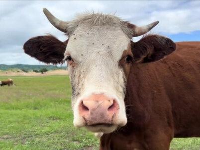 你知道十二生肖为什么是这十二中动物么? #十二生肖