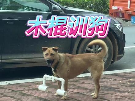 为何狗狗脖子挂木棍?这不是受罪,而是行为纠正。 #涨知识 #狗追车 #每日热点新闻