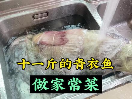十一斤的青衣鱼做家常菜,鱼头煲汤,鱼身做刺身,糖醋鱼,椒盐… #家常菜