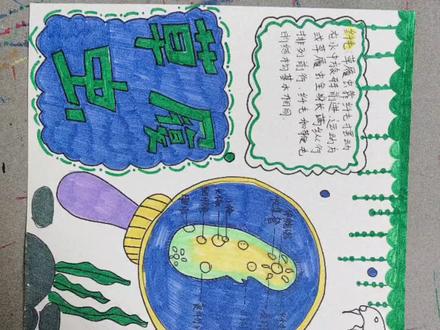 草复虫生物小报手抄报#科学手抄报#小学手抄报初中手抄报#初中手抄报#一年级二年级三年级四年级五年级六年级#生物小报