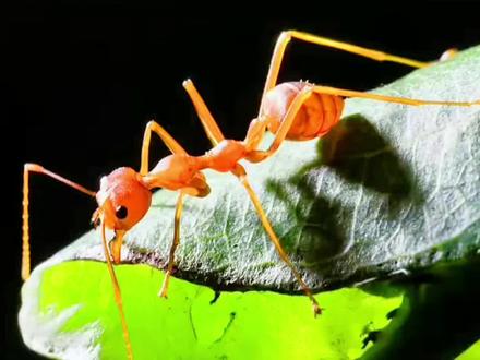 会使用工具的织叶蚁,把窝建在树梢上#创作灵感 #神奇动物在抖音 #织叶蚁 #科普 #动物世界