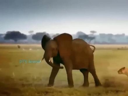 大象疯狂杀死狮子,为小象报仇-动物大战2023! #猩猩舞 #雄狮 #野牛 #犀牛 #鬣狗 #猩猩 #大猩猩