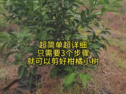 超简单超详细,只需要三个步骤,就可以剪好柑橘小树 #三农 #种植技术 #柑橘修剪 #张婷同学