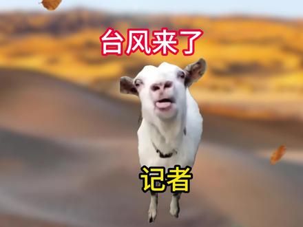 掌握台风的神,他来了!#猫meme #猫meme小剧场 #搞笑 #搞笑视频