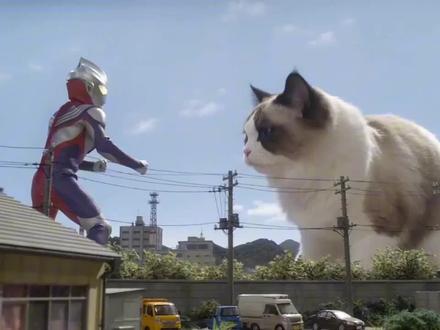 巨型猫咪VS奥特曼,这画面也太治愈了吧!🐱💻迪迦这次碰到对手了!#迪迦 #巨型猫咪