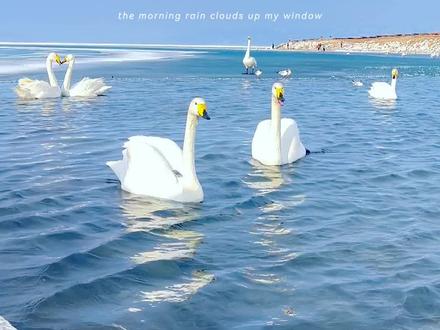 赛里木湖打卡天鹅湖贴|天鹅湖作为赛里木湖必打卡机位之一,必须得打卡一波,否则等于白来。但是需要注意这些事项:
1位置:克勒涌珠(天鹅乐水)天鹅最集中区域,从东门进入情况顺时针环湖的话景点在过了灯塔以后就能看见一片停车区,在公路上就能看见天鹅在一片湖水里戏水。
2拍照机位:在天鹅湖拍照大致有两个机位,分别是西边湖和东边湖,一般情况东边湖人少,西边湖人多景杂,但是天鹅比较多,3道具:想要拍出氛围感照片可以带一些面包或馕,投喂后天鹅会集中到投喂的地方,这样拍照氛围感拉满4 穿搭:拍赛里木湖一定要注意浅色穿搭(白、浅
蓝、米色)长裙或飘逸服饰,与湖景、天鹅更适配,5拍照时间:日出后1小时,湖面雾气朦胧,逆光拍摄天鹅剪影效果绝佳,或者日落前2小时(18:00-20:00):湖面镀上金光,天鹅翅膀泛金箔色,适合暖色调构图。正午顶光需要顺光拍摄,否则光比过大导致不出片6门票:70/人另自驾75/人(24小时随意进出不限次)也可乘坐景区观光区间车60/人,7:环湖90公里,游玩5–6小时间8、景区自驾限速50,请注意车速9:营业时间(8:00–23:00)#赛里木湖#天鹅挽歌 #旅行#新疆#攻略