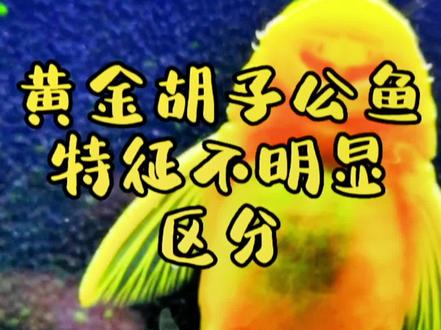 #水族 #观赏鱼 #养鱼人 #养鱼日记 #萌宠 黄金胡子鱼公母之分