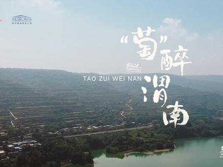 乡行记|渭南:葡萄藤下的乡野“萄园”梦实现了#这里的葡萄颜值与实力兼备