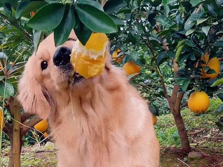 狗狗:路过吃一个不算偷吧😂#金毛 #橙子 #赣南脐橙