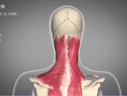 #人体解剖学 头颈后伸所用到的肌肉,全身600多块儿肌肉常用的只有100多块,先了解大概之后会一一剖析功能肌