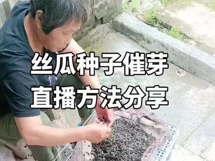 丝瓜种子催芽直播方法分享