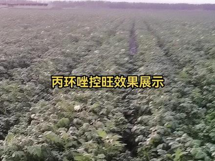 丙环唑控旺👍👍