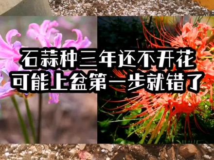 石蒜开花小技巧,第一步就要做好了,否则不止三年不开花 #种子发芽 #石蒜花 #彼岸花开 #阳台养花 #养花 #养花小知识 #养花人的乐趣 #花卉绿植 #球根花卉