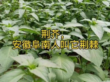 荊芥,安徽阜南人叫它荆棘。有荆芥的地方总有阜阳人,其浓厚的辛香味,是阜阳人永远的乡愁和情怀...