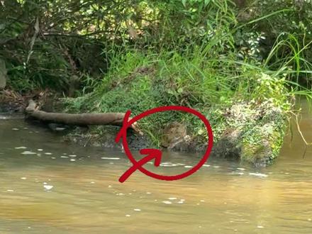 看到甲鱼晒背怎么办 拿上工具盘它#户外钓甲鱼