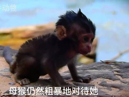 悲催的小猴子死亡前10分钟所遭受的痛苦,猴妈尽量安慰它 #悲催的小猴子 #小猴子死亡前10分钟 #奇妙的动物