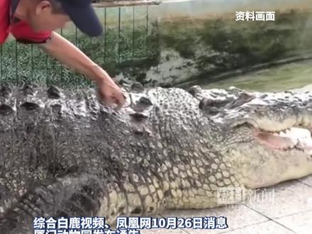 鳄鱼“小河”于厦门动物园病亡,原主人邱先生表示理解和惋惜