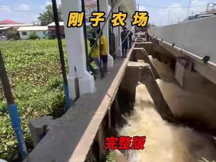 清理水草 因为近期降水比较多 为了防止闸口堵塞 所以需要提前清理一些水草#田园生活 #记录我的农村生活 #防洪