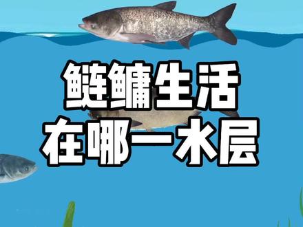 鲢鳙生活在哪一水层? #钓鱼 #钓鱼技巧 #户外钓鱼