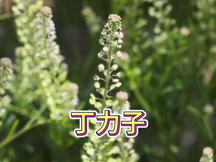 独行菜,本草名丁力 #中草药 #草药 #药用植物 #野生中草药材 #中草药科普 #植物 #植物科普 #葶苈子