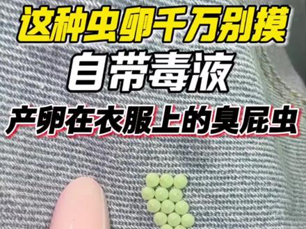 千万别碰!这些绿色小颗粒,就是有毒荔蝽(臭屁虫)虫卵!近期不少广东街坊发现,晾晒的衣服、被子上莫名出现一粒粒绿色虫卵。雨季空气潮湿,衣物自带淡淡清香,特别容易吸引臭屁虫前来产卵停留。虫卵本身看着无害,但绝对不要用手去抠、去捏。一旦虫卵孵化成虫,臭屁虫受惊就会喷射强腐蚀性毒臭液,沾到皮肤立刻刺痛、红肿、发痒过敏;不慎溅入眼睛,还可能灼伤角膜,严重甚至影响视力、导致失明。家里阳台、窗台、晾衣架一定要提前预防。用上这款专用臭屁虫杀虫剂,喷洒在窗边、阳台外围,药液长效残留附着表面,臭屁虫只要接触触碰就会中毒死亡,从源头杜绝产卵入侵,守护家人衣物安全。#臭屁虫#臭屁虫杀虫剂 #臭屁虫产卵 #臭屁虫的味道 #臭屁虫克星
